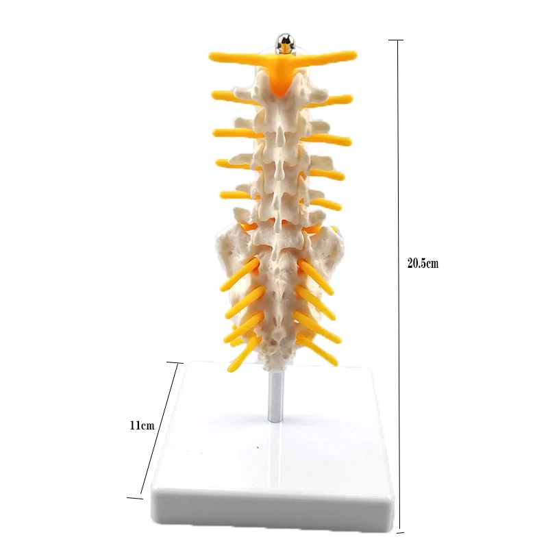 human caudal vertebrae