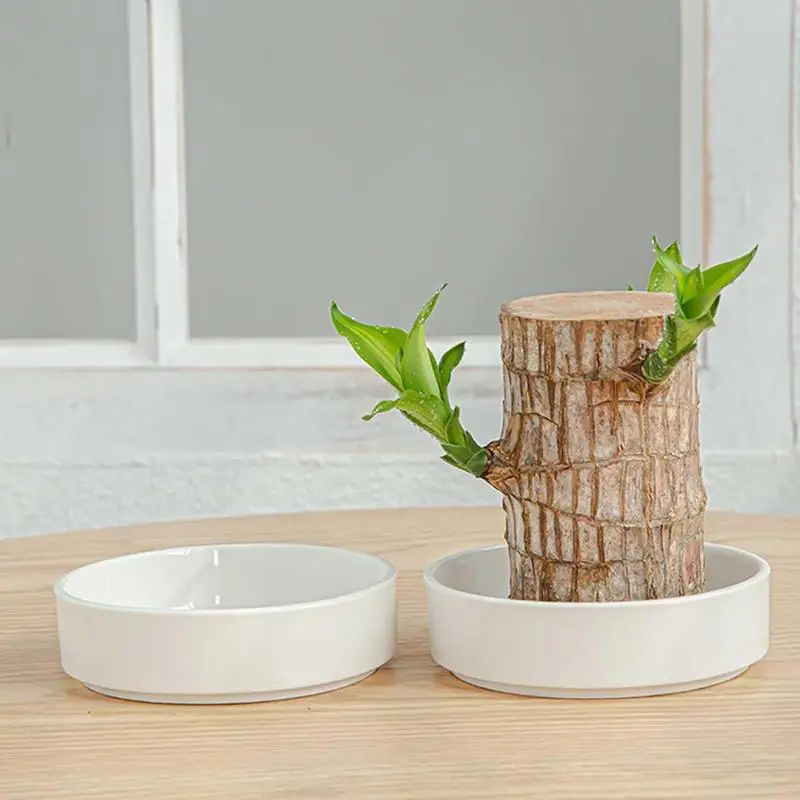 Mini Brazilian Lucky Wooden Tray Water Plant Dish Hydroponic Potted Tree Stump Tabletop Tray for Indoor Office Desktop College