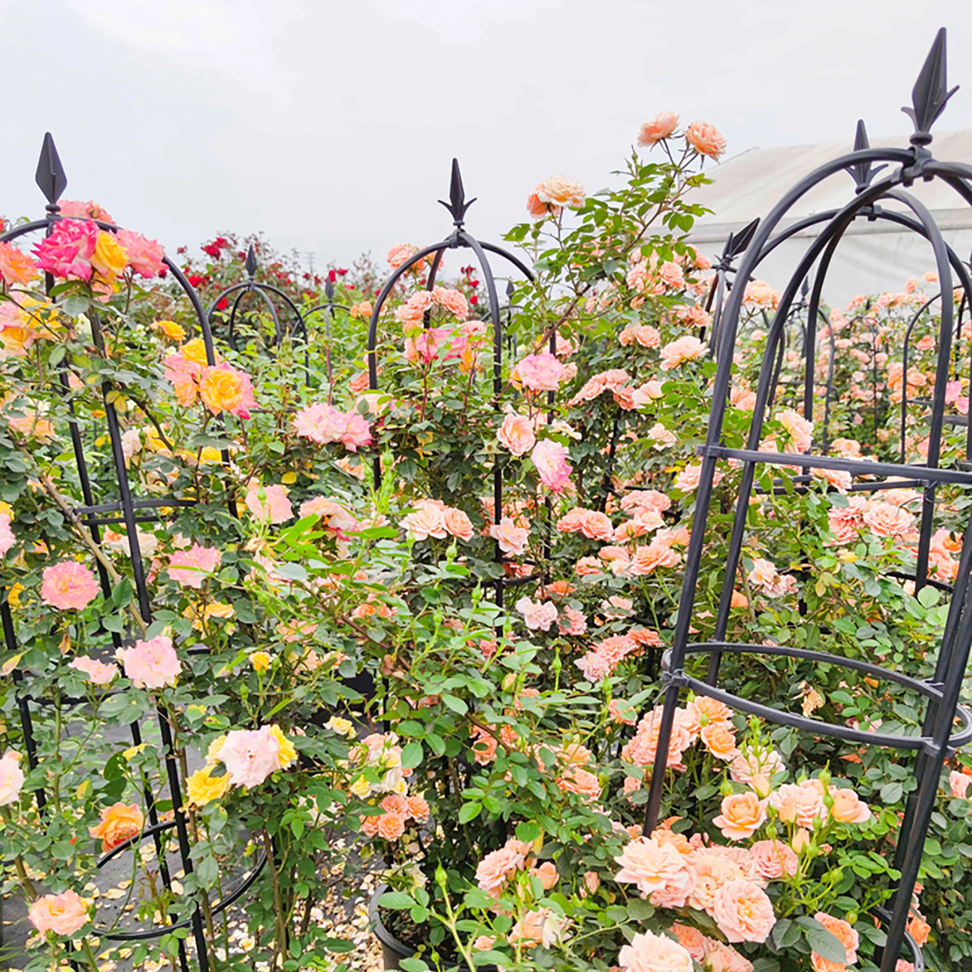 Treillis Pour Plantes Grimpantes Treillis Jardin 2 Treillis Obélisque