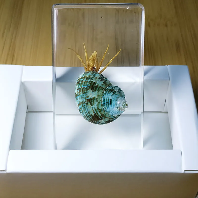 Insect Specimens Real Insects Specimens Resin Wrapped In Variety of Insects Suitable for Science Education Cognitive Children's Room Decoration, insect specimens