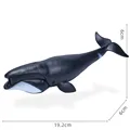 Ocean Animal-12