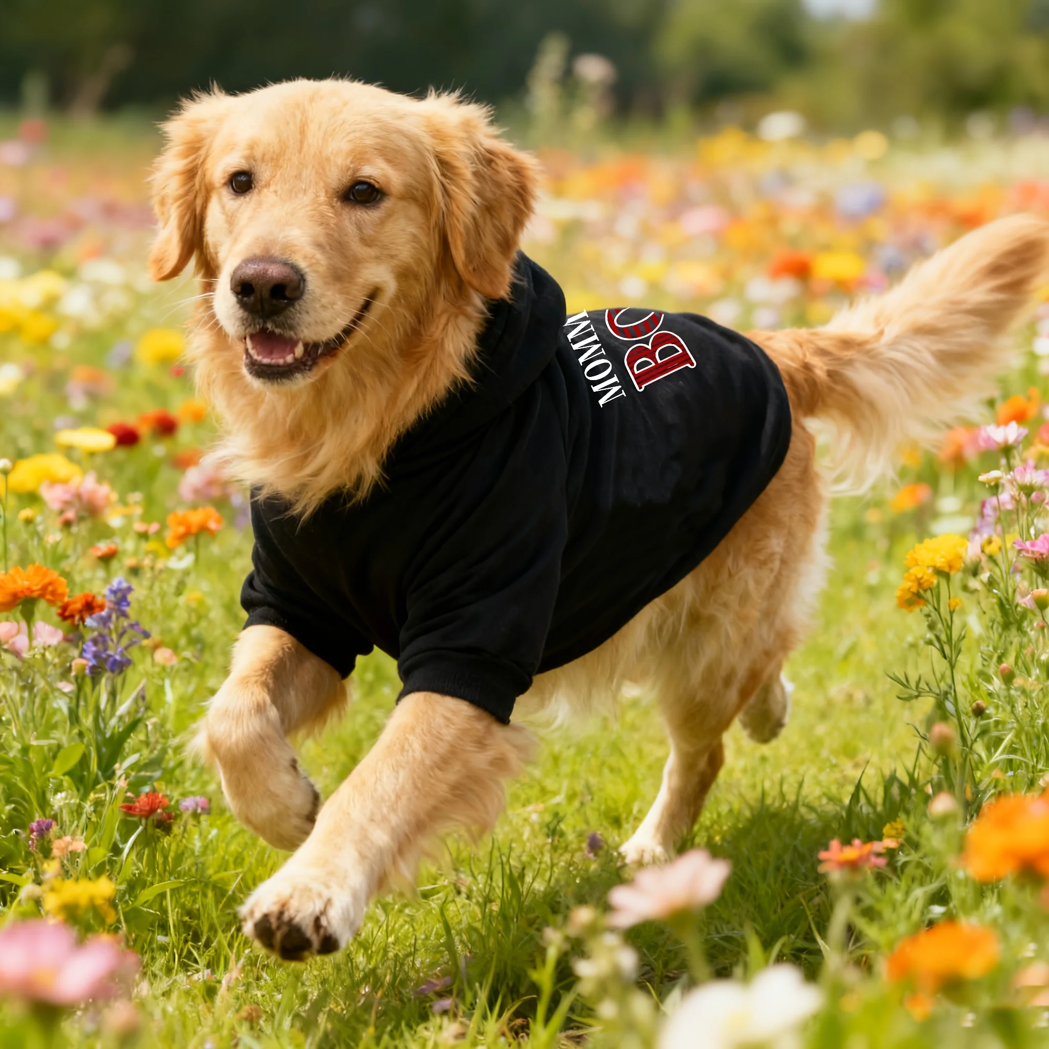 S5307531f8b1d41dabc241354a143a316m