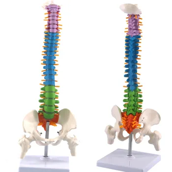 Human Spine & Pelvis Model 1