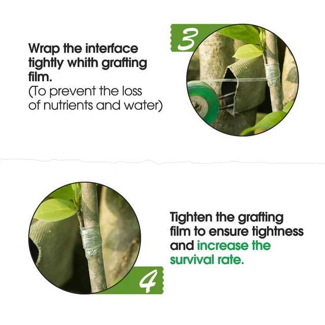 1 Db Gyümölcsfa Oltó Membrán Szalag Nyújtható Kertészeti Növények Csírázási Tenyésztési Védelem Óvoda Önmagasztó Film - Image 5