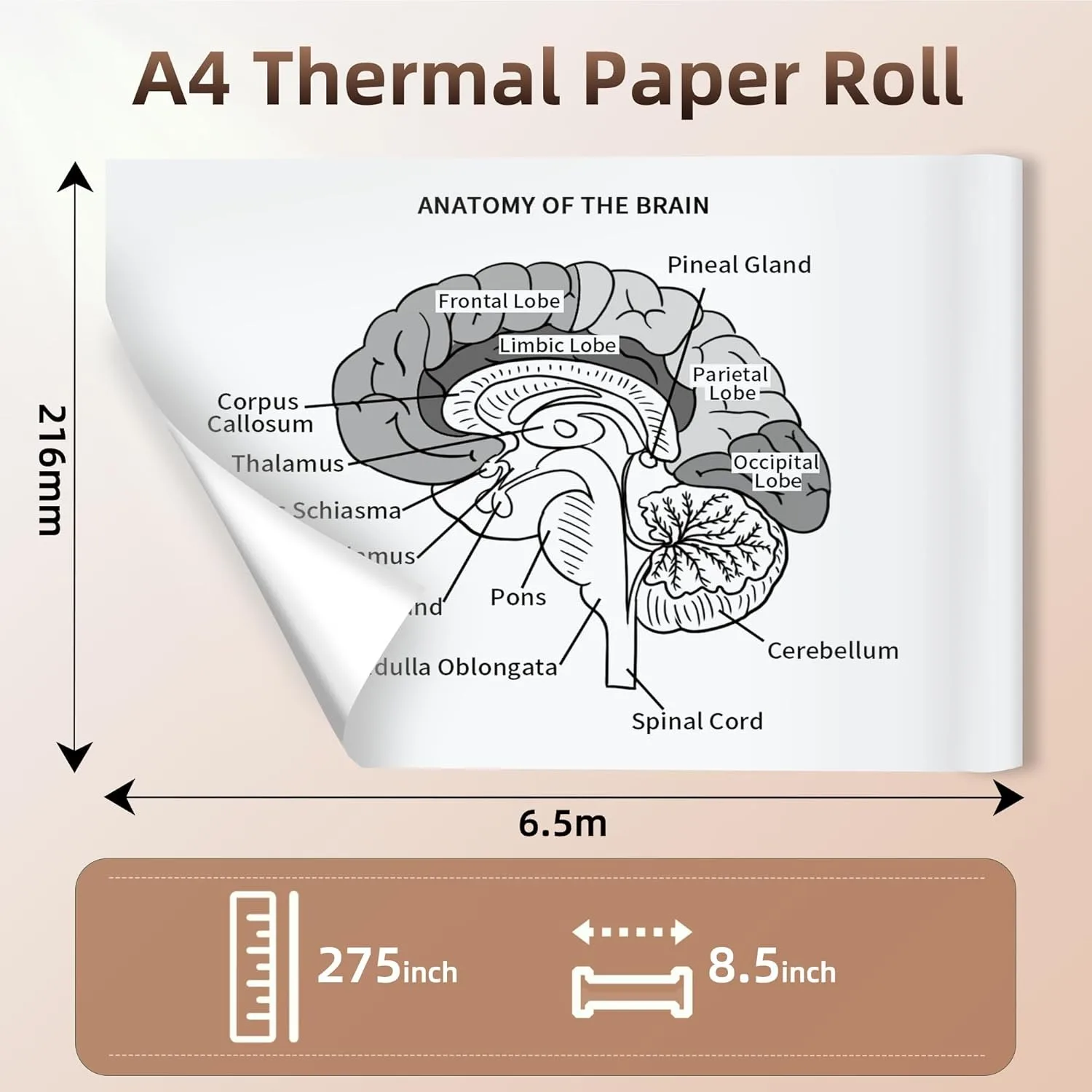 A4 Thermal Paper Rolls 210*30mmBPA Free for A40/MT810/F1S/F2S/ATS886 Mini Wireless Bluetooth Portable Printer