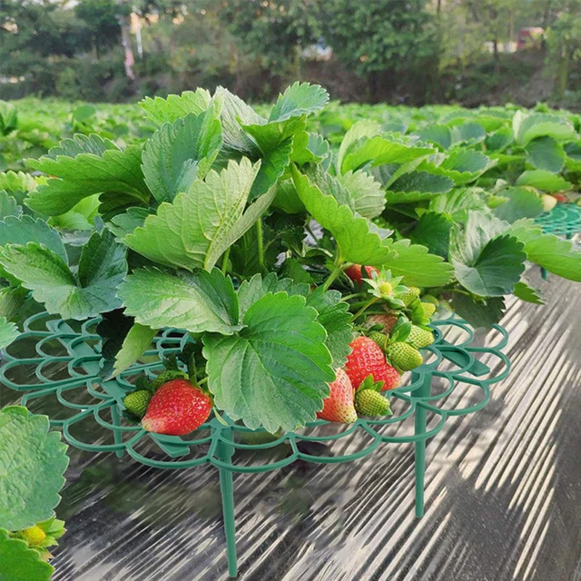 5/10/20Db Strawberry Támogató Eperkeret Tartó Erkély Ültetési Állvány Növényi Otthoni Kerti Dekorációhoz - Image 5