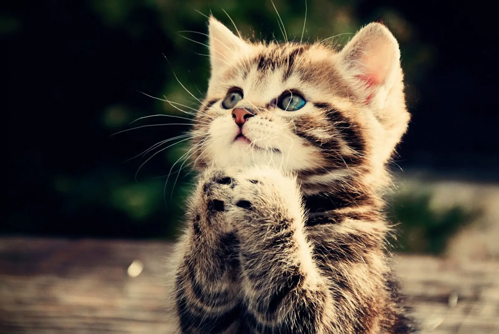 

CUTE CAT Print Art Canvas Poster For Living Room Decor Home Wall Picture
