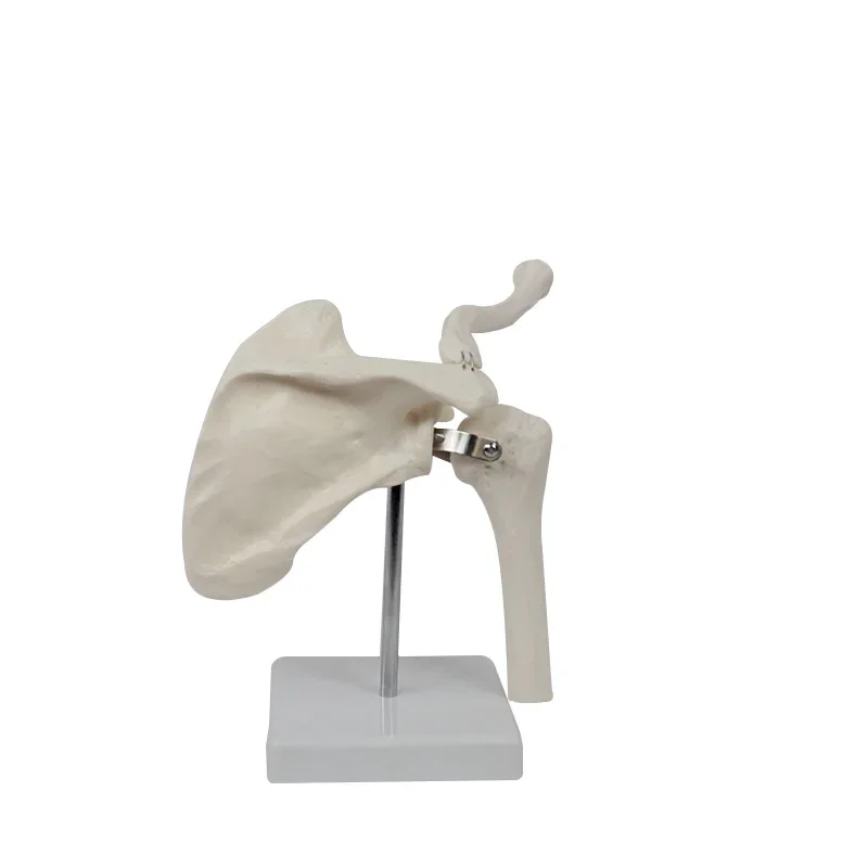 Human Functional Shoulder Joint Anatomy Model Medical Science Teaching Resources Dropshipping