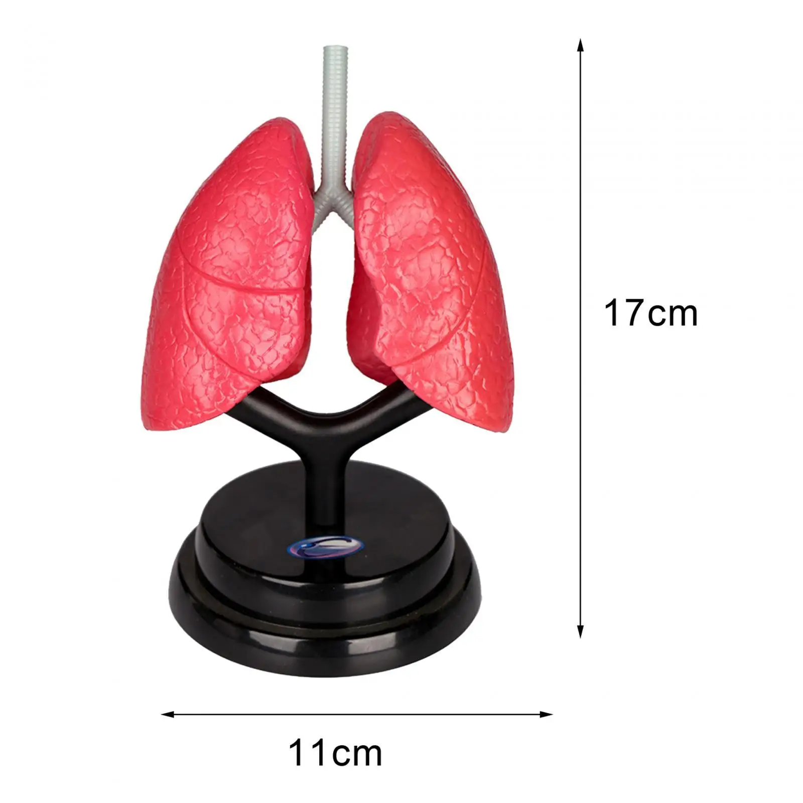 Respiratory System Model Human Lung Model for Demonstration Home Preschool