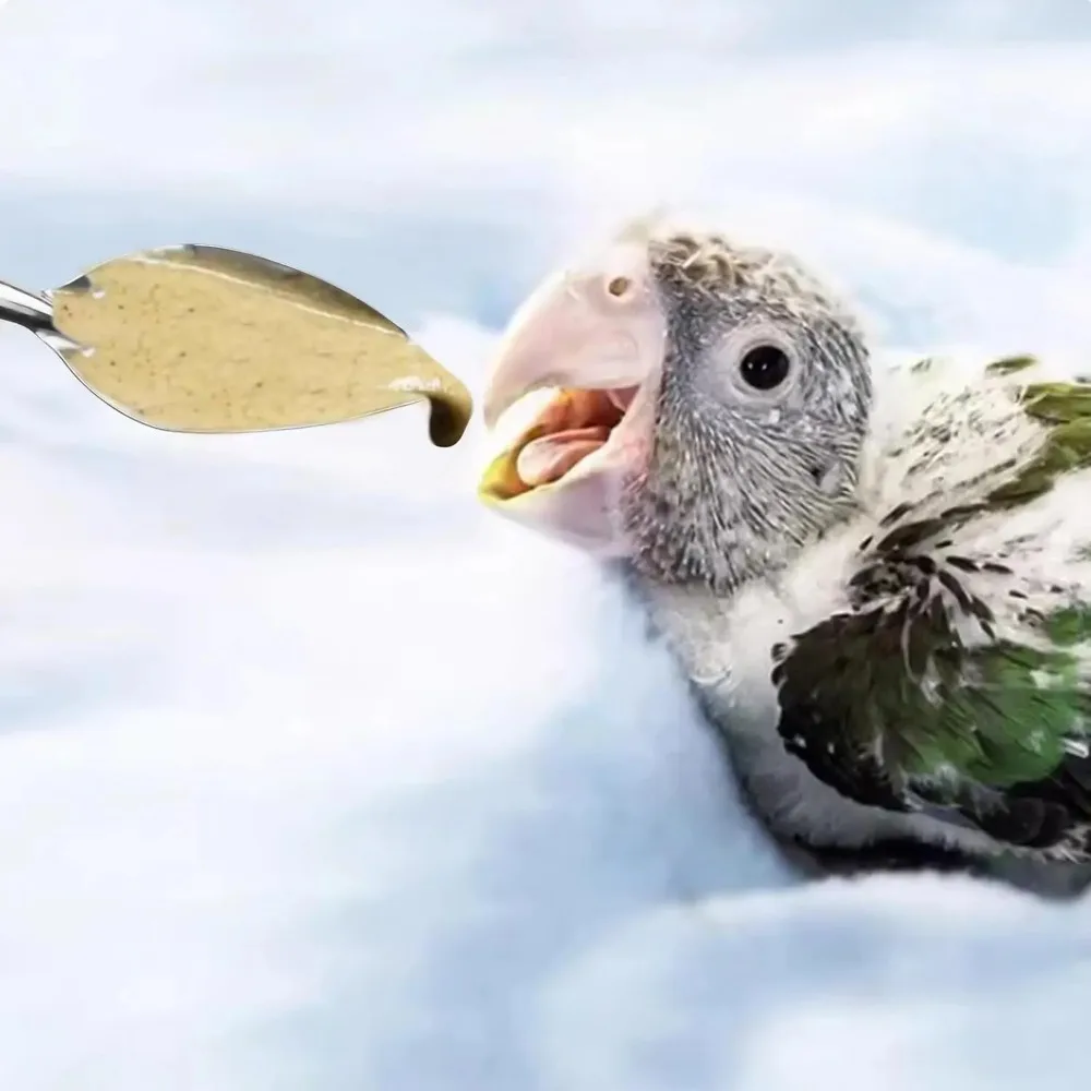 4.7" Bird Parrot Stainless Steel Metal Feeding Spoon Parrot Feeding Scoops Hand Spoons for Metal Bird Care Tool