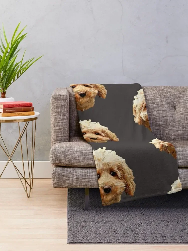 Cavapoo Cocapoo ���� ������ ���, �ܿ� ���� ���� ���� ���