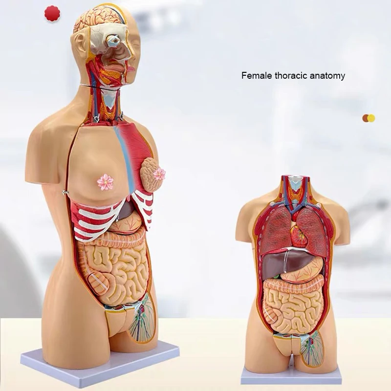 

Teaching Model Laboratory Detachable 32 Pieces Torso Model Human Internal Organs Anatomy Female Torso Anatomy Organ Structure