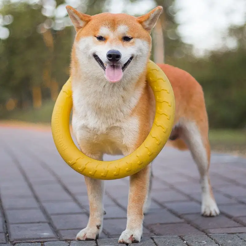 Dog Toy Dog Toy Training Ring Puller Puppy Flying Disk Chewing Toys Outdoor Interactive Toy Dog Game Playing Pet Supplies