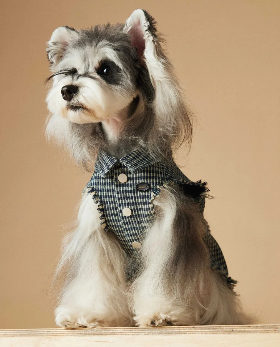 Sleeveless Cowboy Vest for Dogs, Tony Bears Dog Tank Top, Teddy, Schnauzer Bears, Marquis, Love, Spring, Summer, New