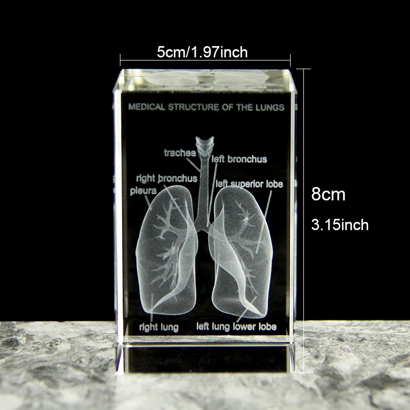 3D laser engraving crystal lung model hospital teaching props to give medical students human respiratory organ paperweights 6