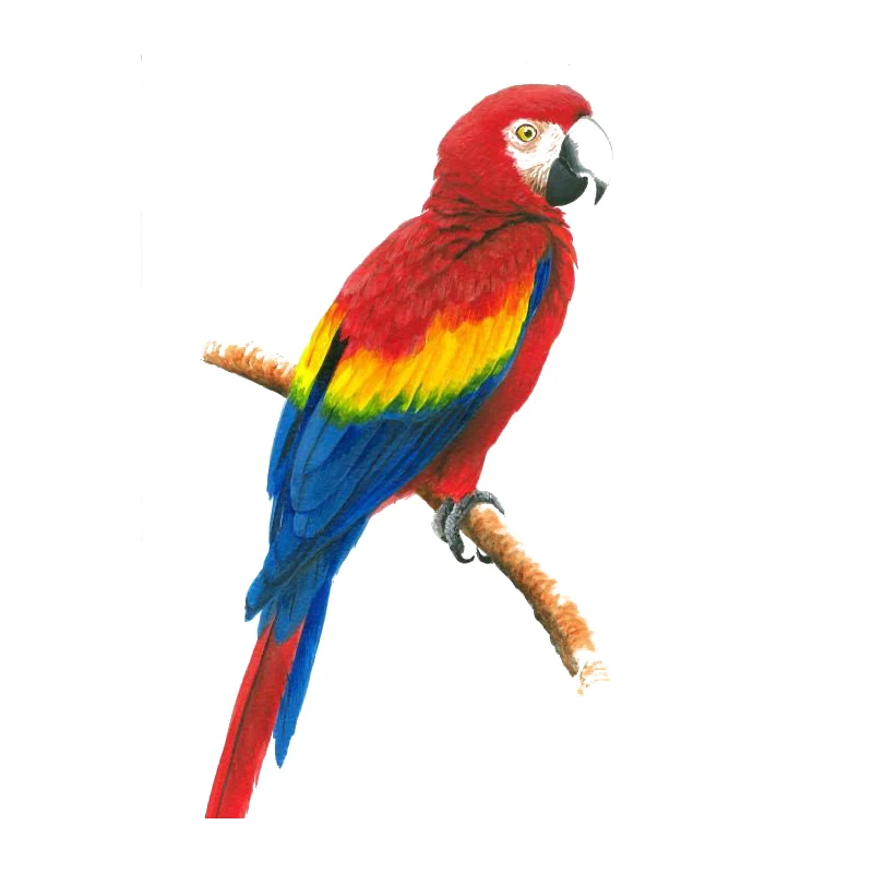 C206# Beautiful Parrot And Hummingbird Hand Painted Bird Sticker For Home Decoration Toilet Sticker