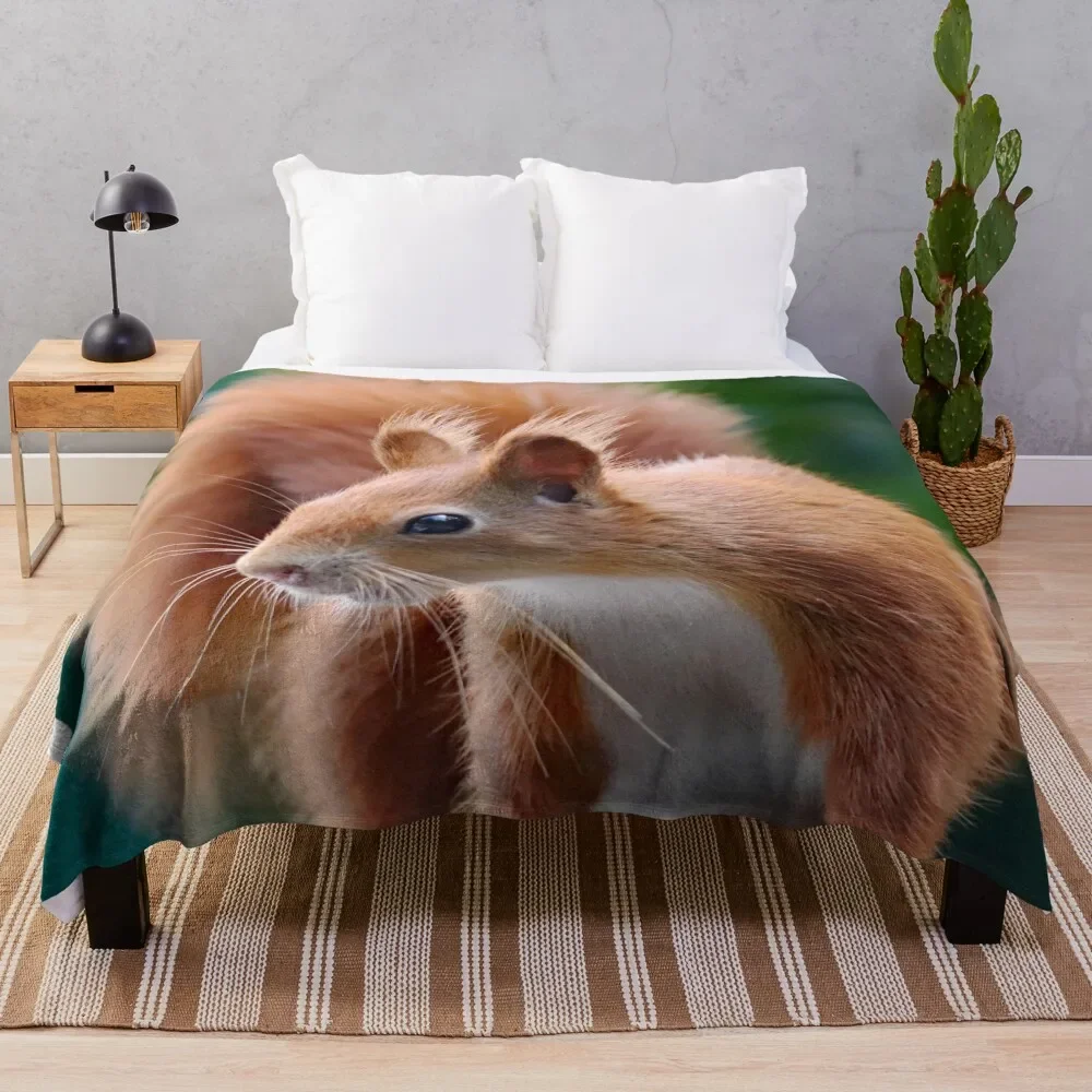 

A Gorgeous Red Squirrel Throw Blanket Winter beds Moving warm for winter Bed Fashionable Blankets