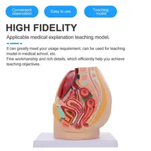 

Female Pelvic Anatomical Model Reproductive System Anatomy Model Pelvic Cavity Model
