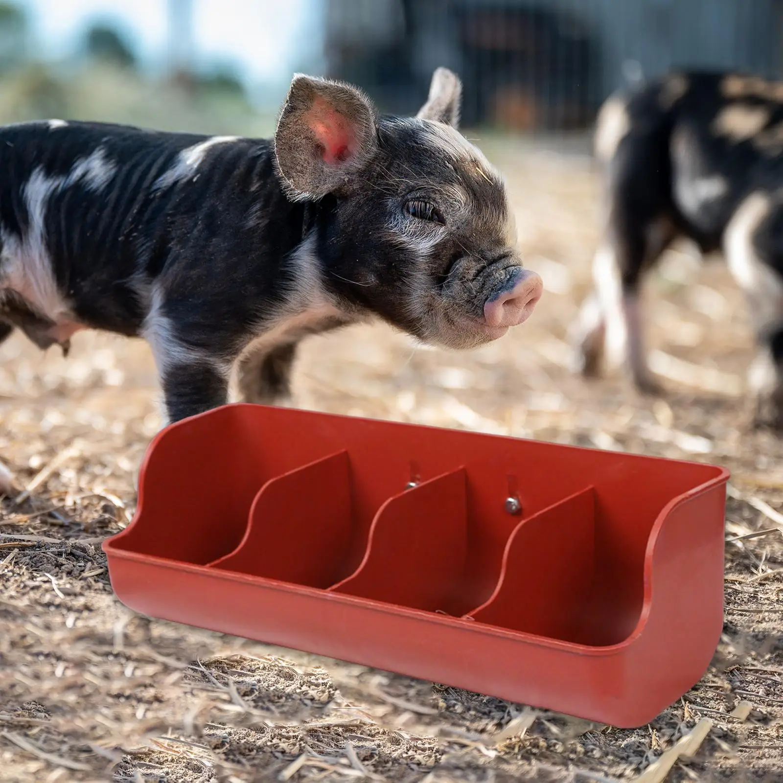 Piglet Livestock Fodder Feeding Bowl 3