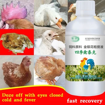 닭, 오리, 거 위, 비둘기, 가금류, 감기, 먹고, 기울여 머리, 처진 날개, 닫힌 된 눈, 녹색 stools