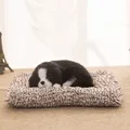 Black Puppy