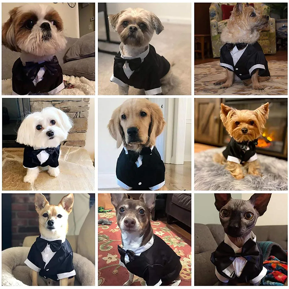Elegant Dog Tuxedo Suit Model