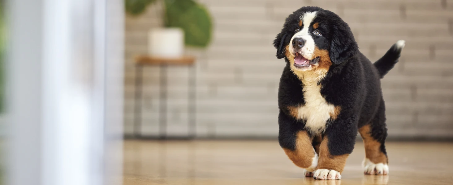 Pro Plan Dog running