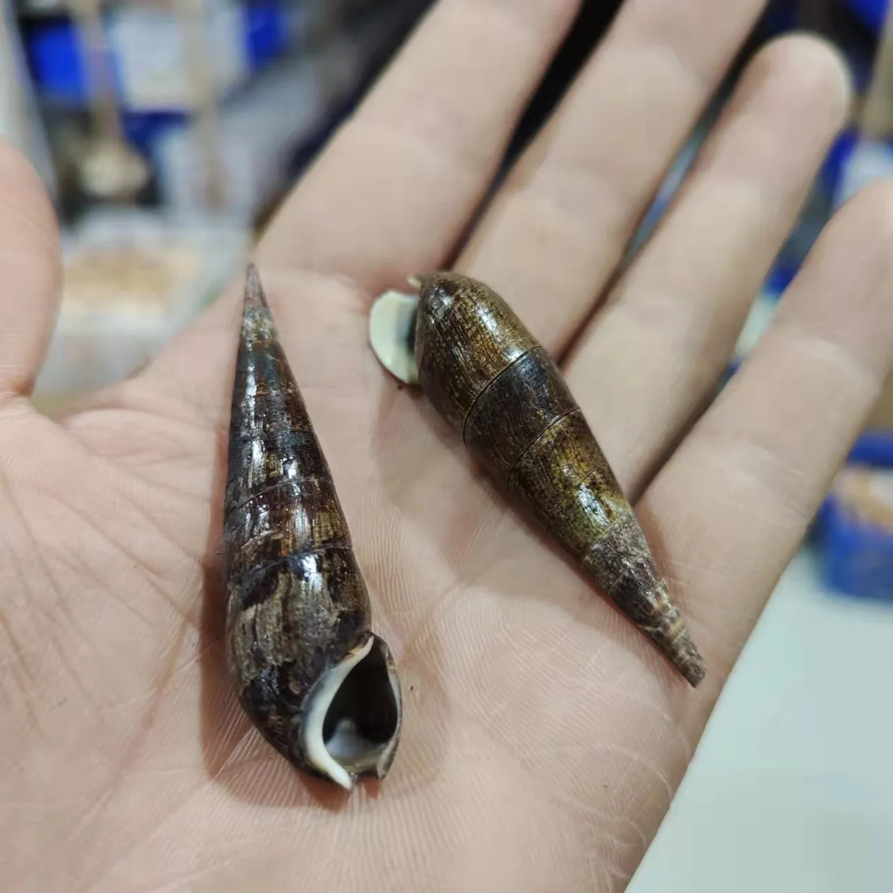 자연색 네일 달팽이, 표본, 검은색 소라와 껍질, 5-7cm