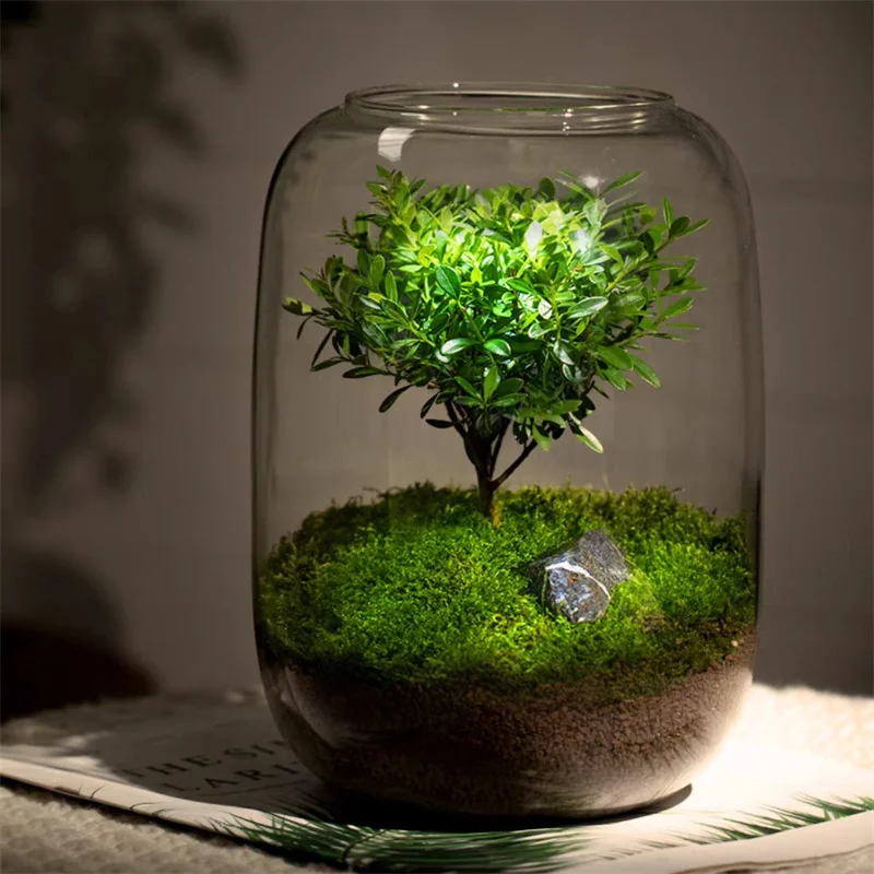 Creative Glass Bottles Succulent Glass Vase Hydroponic Container Micro Landscape Glass Terrarium Moss Bonsai Home Decor