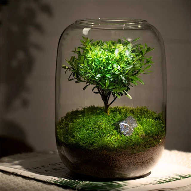 Glass Terrarium Bottle | Glass Vase Bonsai Terrarium - Creative Glass - Aliexpress