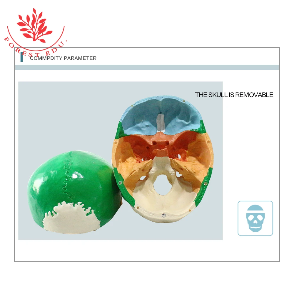 Skull Model FRT021 Colored 3 Replaceable Teeth The Art of Plastic PVC Medical Science Human Anatomy Model