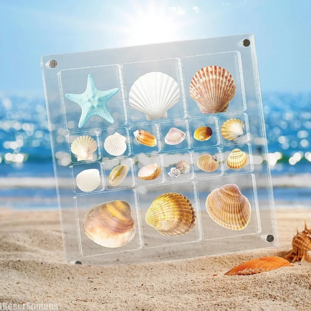 

18 Grids Acrylic Seashell Display Stands Box Jewellery Crafts Collection Containers Magnetic Desktop Decor Storage Organizer