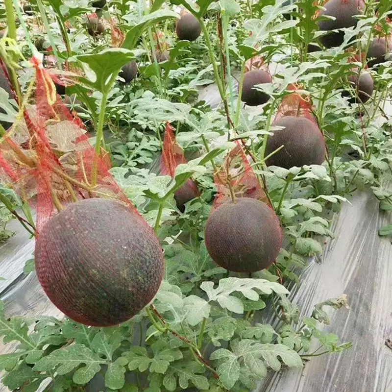 80 Stück Wassermelonennetze Aus PP – 50,8 Cm Wiederverwendbare Gemüsenetze Für Garten & Lagerung