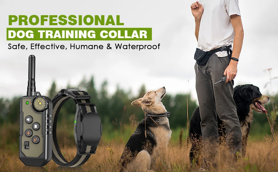 dog wearing training collar