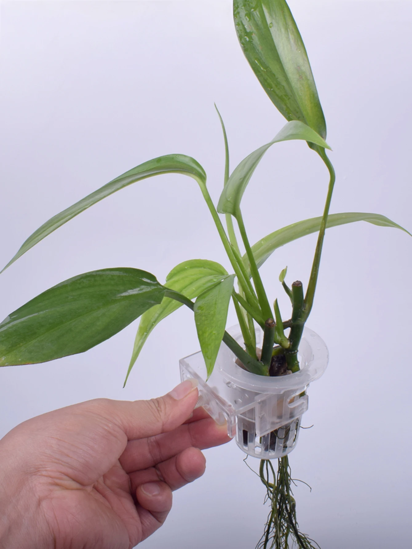 

fish tank planting wall hanging cups, water planting hanger, adjustable aquatic plant cup
