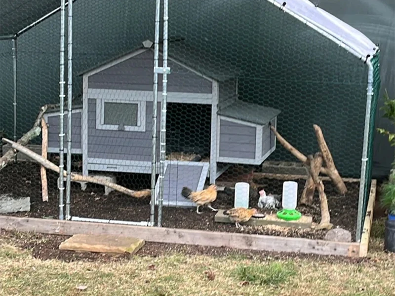 chicken coop