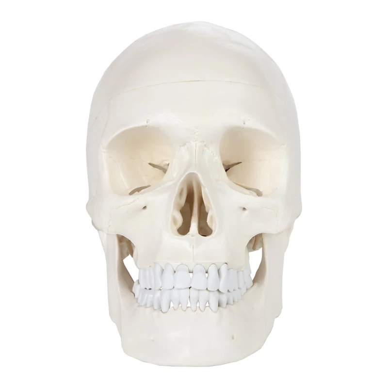 1:1 Human Skeleton Skull Anatomy Model Medical Science Teaching Resources