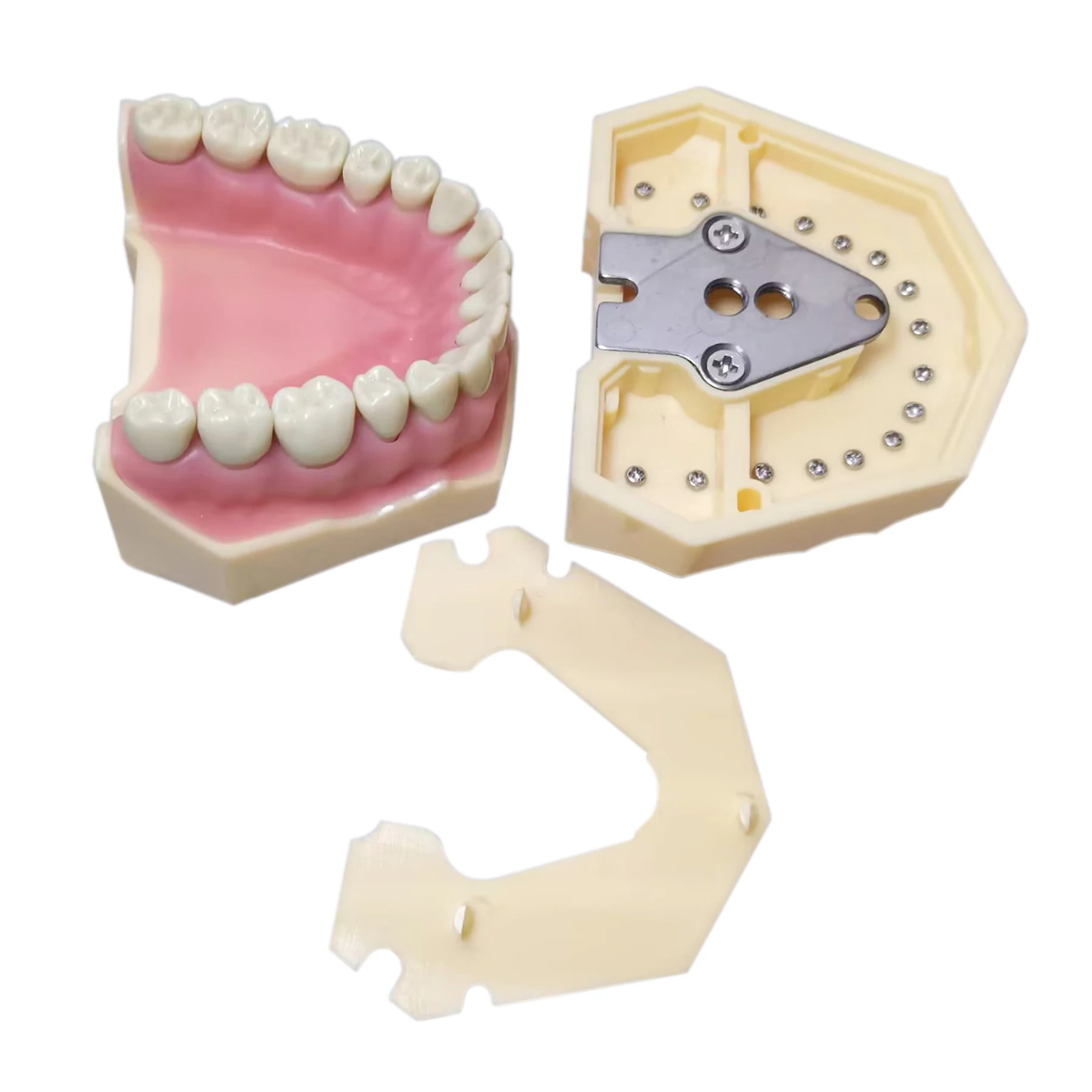 Frasaco AG3 Typodont Fit Dental 32Pcs Screw-in Teeth Model Practice Filling Standard Restoration Demo M8014-2-1 Teach Study 5