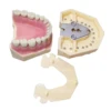 Frasaco AG3 Typodont Fit Dental 32Pcs Screw-in Teeth Model Practice Filling Standard Restoration Demo M8014-2-1 Teach Study 5