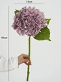 Purple hydrangea