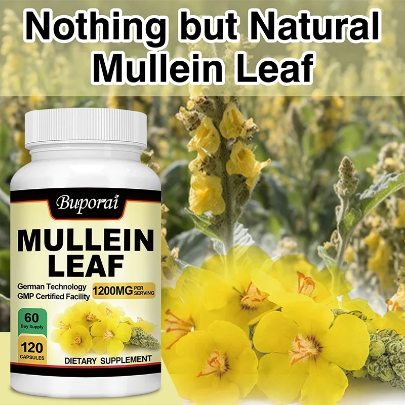Mullein Leaf-Clean The Lung Protecting The Respiratory System Relieve Phlegm and Cough Immune Support mullein leaf extract