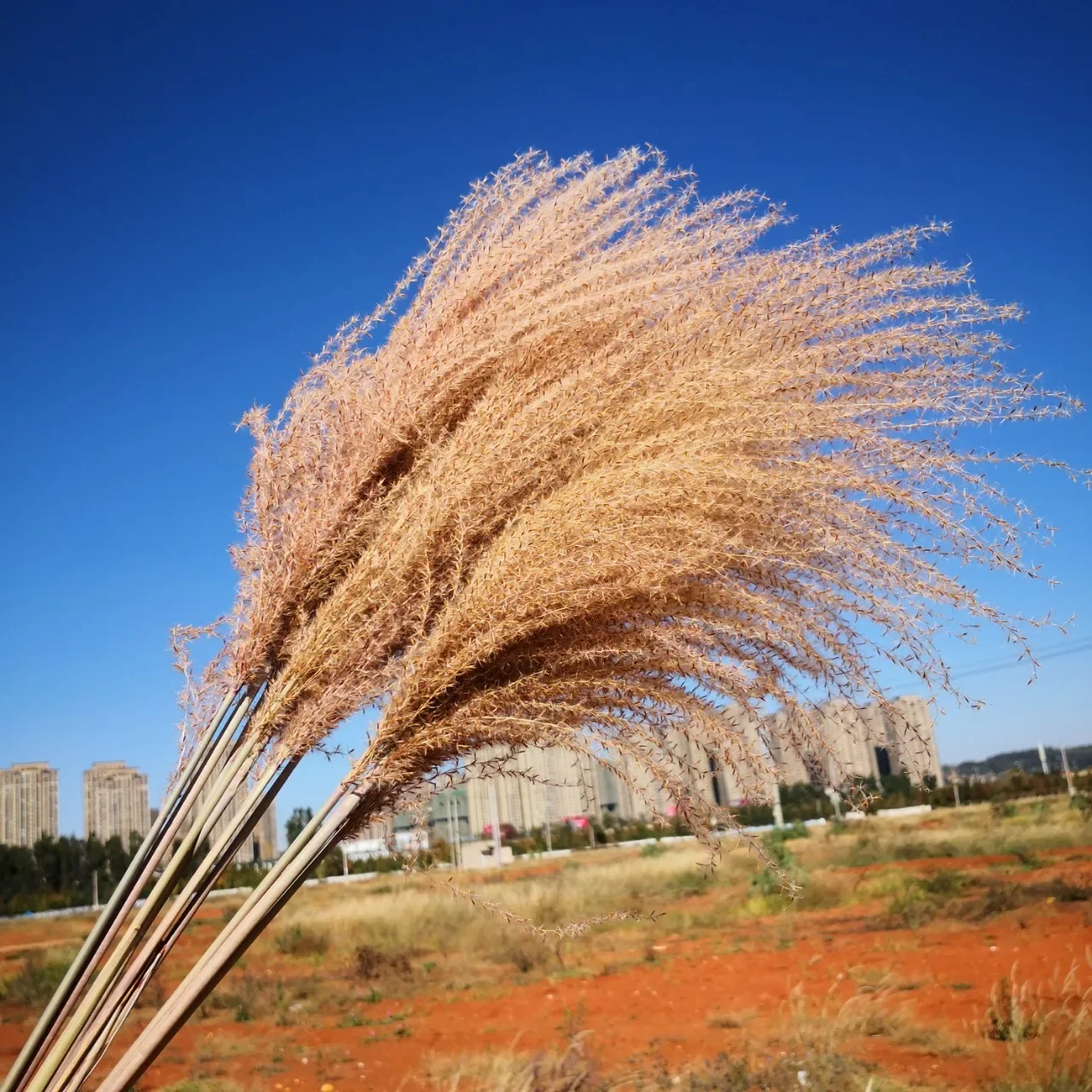 Kurutulmuş Kamış Çiçek Aranjmanı, Doğal Pampas Çimi, Modern Ev Dekorasyonu için Phragmites Communis Bitkiler Buketi, 40-55cm