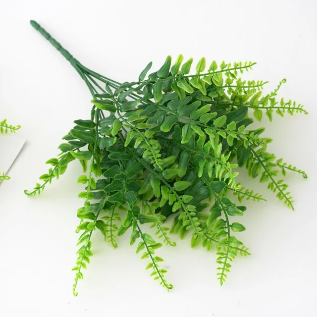 new fern