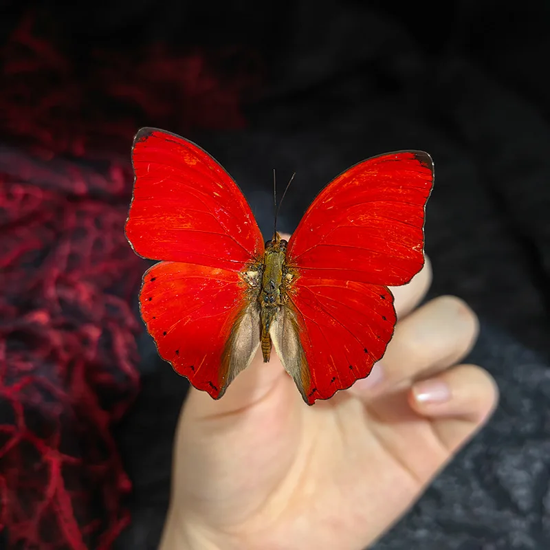 Real Butterfly Specimen Insect Student Teaching Science Exhibition Statues for Decoration Diy Carfs Home Decor 3