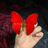 Real Butterfly Specimen Insect Student Teaching Science Exhibition Statues for Decoration Diy Carfs Home Decor 3