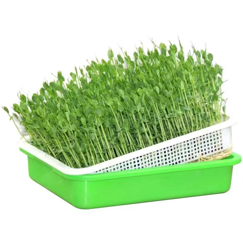 Sprout Dish Growing Pot Food PP Vegetable Hydroponic Planter Seed Sprouter Tray With Cover Home Plants Germination Nursery Tray