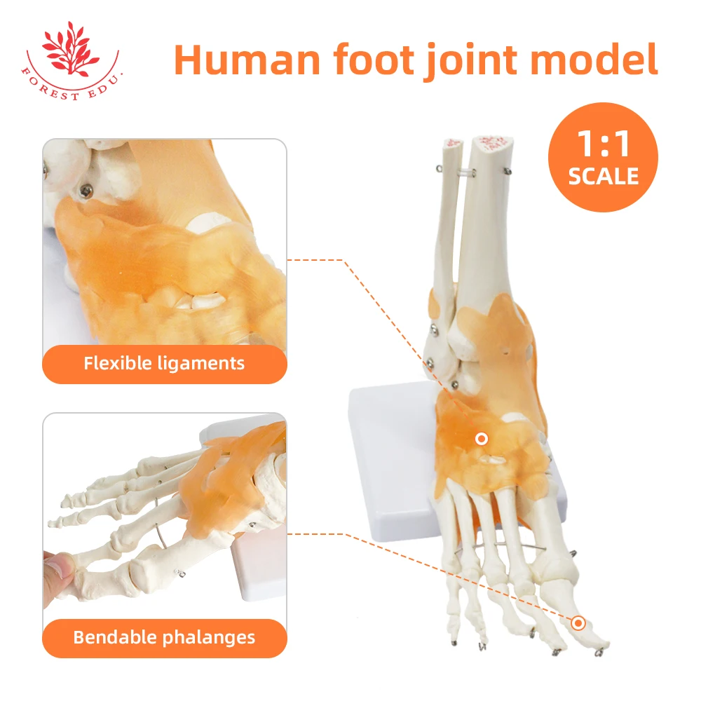 Foot Joint Model with Ligament FRT027 Functional Anatomical Human Skeleton PVC Ankle Bone Human Skeleton