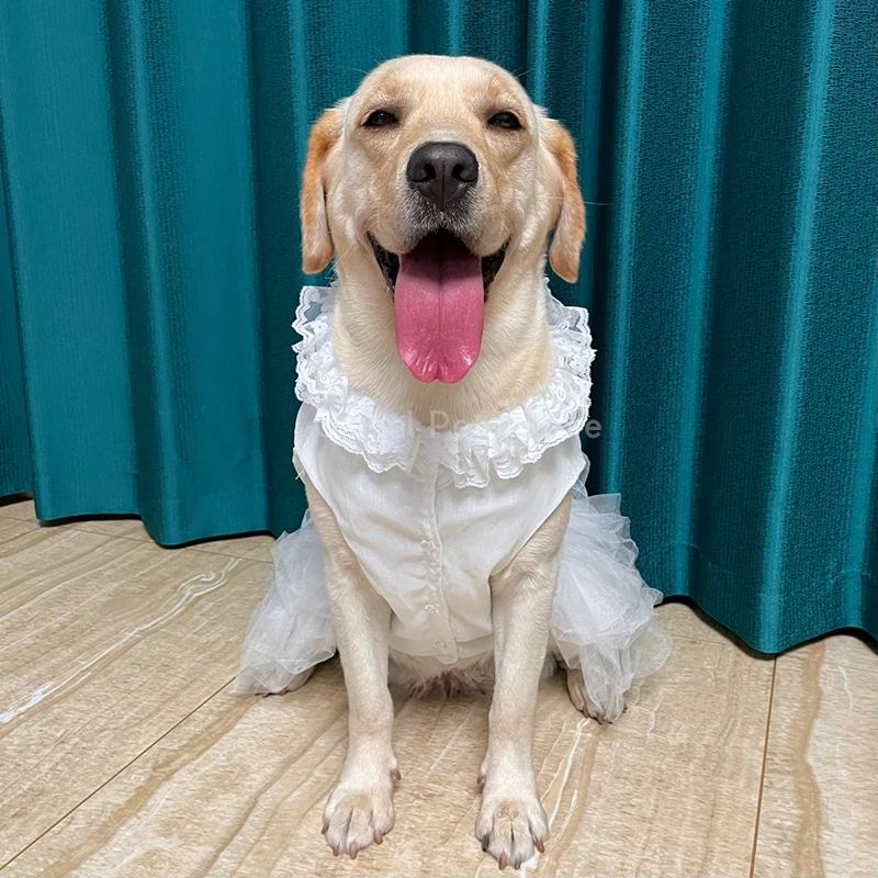Labrador Retriever Big Dog Wedding Dress Big Dog Dresses Wedding Dress For  Large Dog Summer Chiffon
