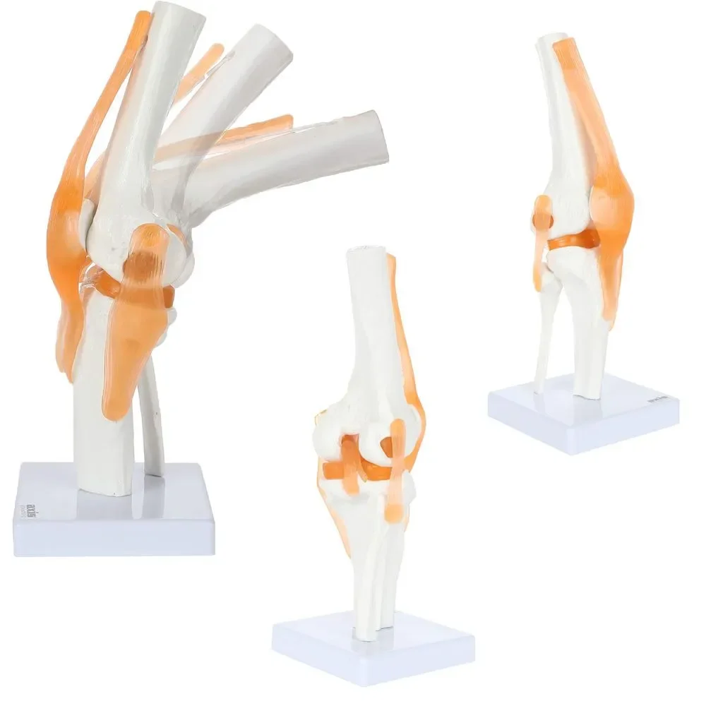 1:1Flexible Human skeleton Knee Joint Anatomy Model with Femur Tibia and Fibula Bone anatomical knee joints Medical Teaching