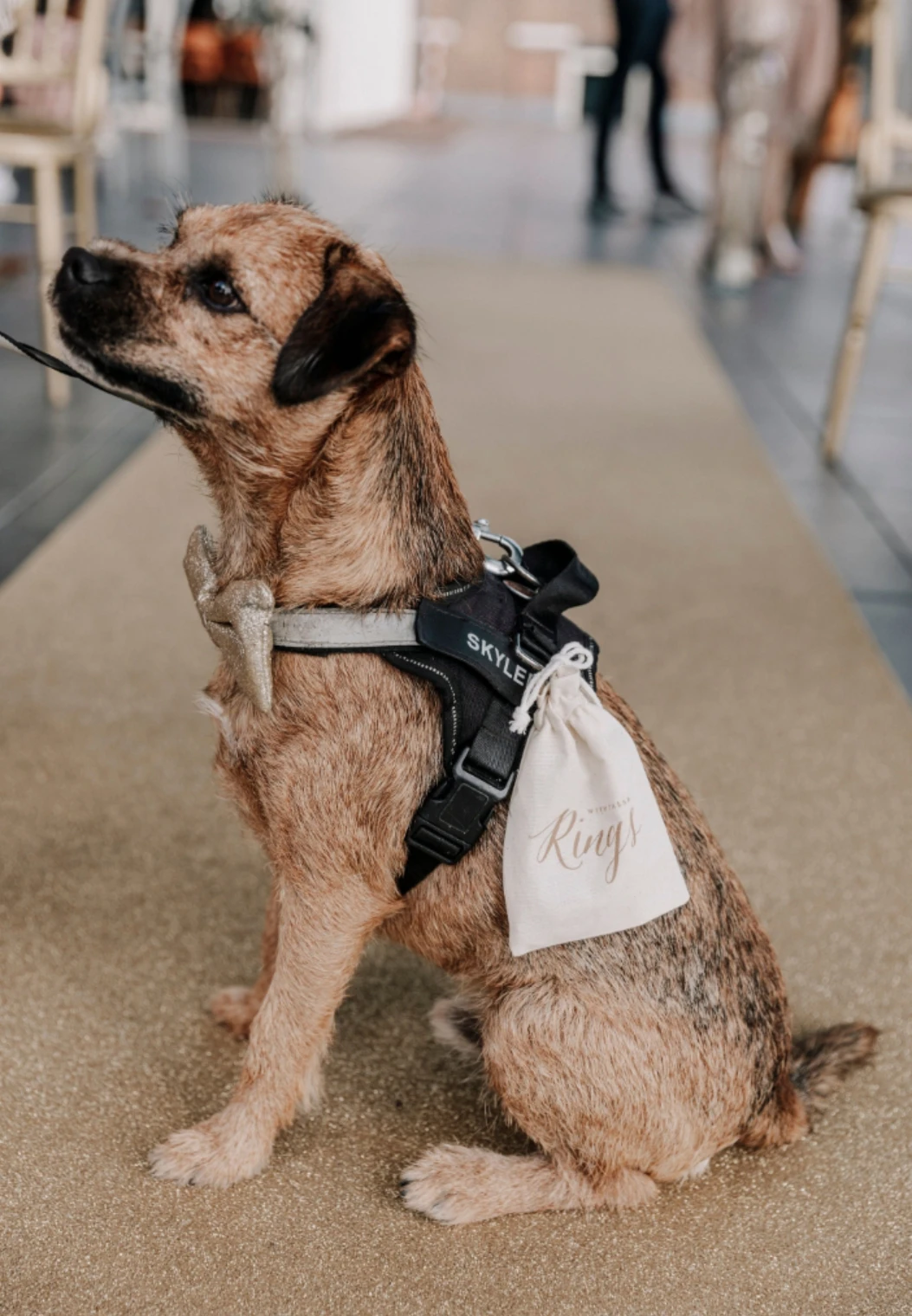 dog ring bearers | BLACK N BIANCO Blog